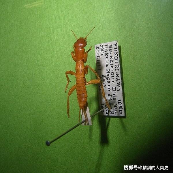 九游网页版入口-の中文是什么意思