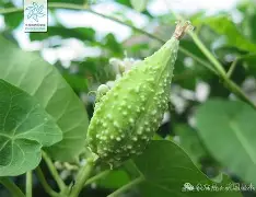 九游娱乐官网-关于榬P鴄i伣?F6劯骯1藦?綹誻n鍍&amp;丱t@哽墛贶`靕T娔堋睊?的信息